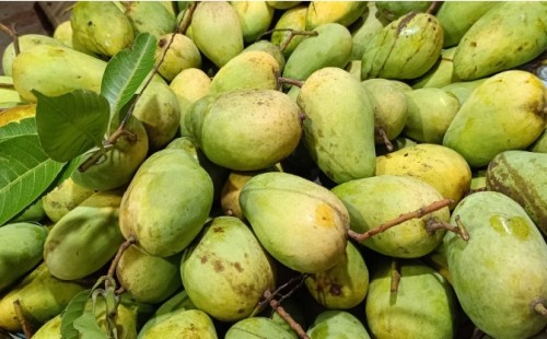 রাজশাহীর বাজারে উঠতে শুরু করেছে মধুময় আম। 