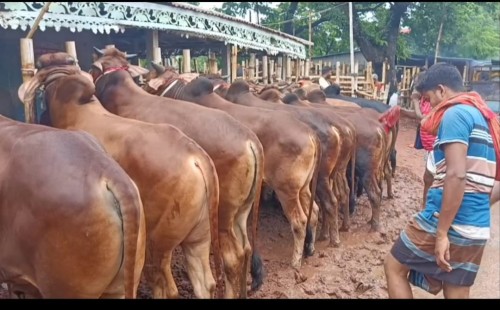 ফরিদপুরে শেষ মুহূর্তে পশুর হাট, চাহিদার তুলনায় জোগান উদ্বৃত্ত 